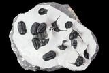 Gerastos, Cyphaspis, & Platyscutellum Trilobite Cluster #106980-1